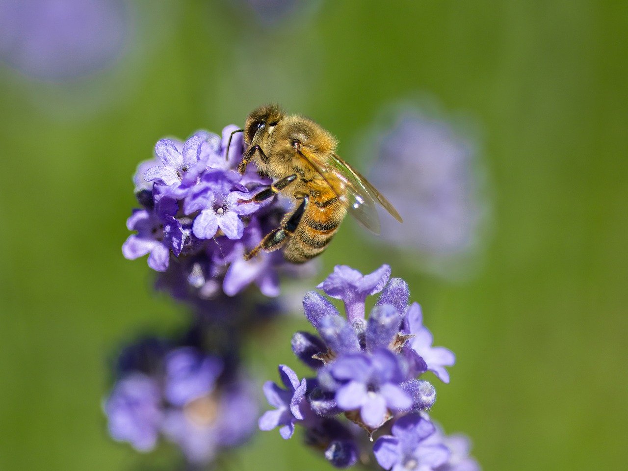 flowers, pollinate, blooming lavender-8780297.jpg